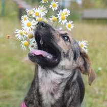 Щенок в дар, в Москве