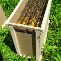 Пчелопакеты на весну 2020 года с доставкой, в г.Запорожье