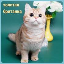 Котята разных пород и окрасов, алиментные котята, в Москве