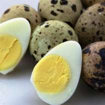 Яйца перепелов домашние!, в Тюмени