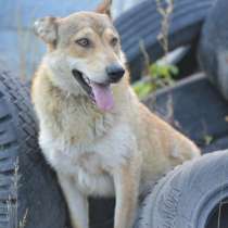 Алиса ищет дом, в Москве