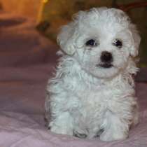 Балонез девочка, в Москве