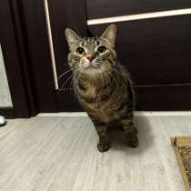 Кошечка даром, в Великом Новгороде