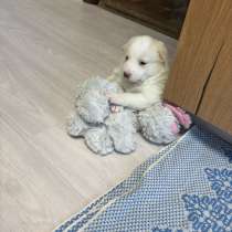 Щенок помесь с лайкой, в Камышине