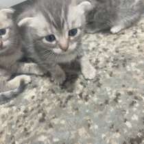 Котята, в Саратове