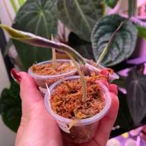 Алоказия Псевдосандериана, в Азове