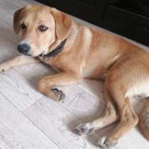 ЩЕНКИ ИЗ ЛЕСА ИЩУТ ДОМА! В ДАР!, в г.Минск