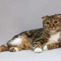 Очаровательная вислоухая кошечка Жужу, в Москве