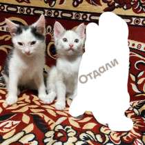 Отдам в добрые котят, в Ижевске