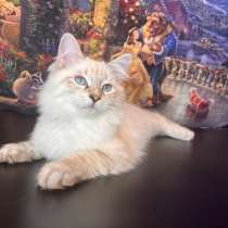 Красавчик Амин, Невская маскарадная. Холост!, в Москве