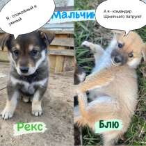 Отдам щенков от собаки, помесь лайки и хаски, в Екатеринбурге