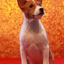 Продаю щенка басенджи, в Санкт-Петербурге