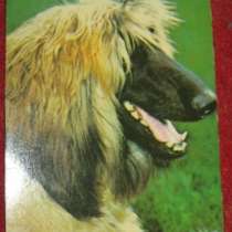 Календарик Афганская борзая собака 1992, в Сыктывкаре