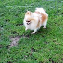 Щенки шпица нарядного и яркого пати окраса, в Москве