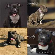 Американский булли. Щенки, в г.Минск