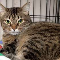 Кошечка Абби, в Москве