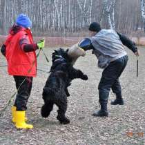 Русский Черный Терьер - щенки от рабочих родителей, в Москве