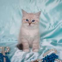 Сибирский котёнок Кристоф, в Москве