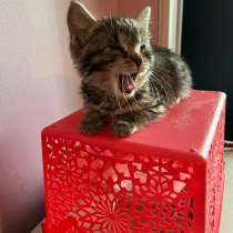 Котята в добрые руки, в Москве