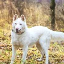 Лета ищет дом и любимую семью, в Москве