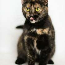 Отдам даром кошку трехцветку, в Санкт-Петербурге