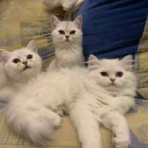Котята Британская серебристая шиншилла, в Санкт-Петербурге