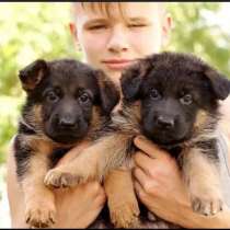 Наши немчурашки уже готовы перейти в ваш дом, в г.Бендеры