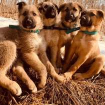 Лисички-сестрички! Рыженькие девочки ищут свои семьи!, в Москве