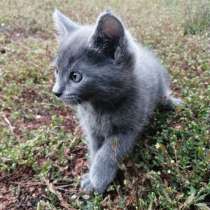 Милый котёнок от кошки-мышеловки, в Саранске
