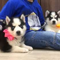 Хаски черно-белые. голубоглазые, в Санкт-Петербурге