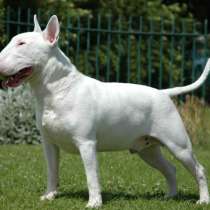 Продается собака. Маленькая цена, добрые руки, в Москве