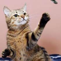 Кошка в добрые руки. Юная Алиса, в Москве