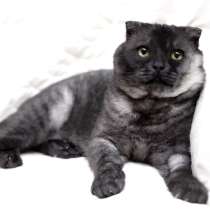 Самый ласковый шотландский кот Герлен, окрас черный дым, в Москве