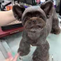 Шоколадный Йорк девочка, в Москве