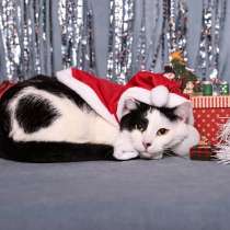 Спокойный ласкуша котик Симба в дар, в Москве