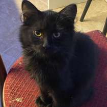 Котёнок в добрые руки, в Пушкино