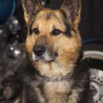 Костер - мальчик 6 лет, в дар, в Москве