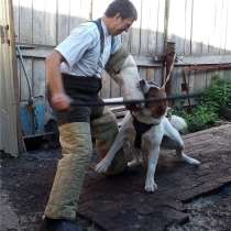 Дрессировка собак в Новокузнецке, в Новокузнецке