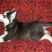 Хаски, в Санкт-Петербурге