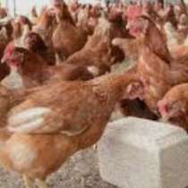 Куры несушки хорошей яйценоскости, в Славянске-на-Кубани