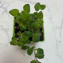 Душица, в Москве