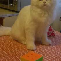 Продаю кота персидской экзот породы 7мес, в Москве