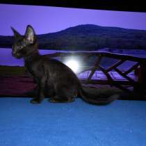 Ориентальный мальчик 3,5 мес - Подарю, в Москве