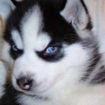 Голубоглазые хаски, в Москве