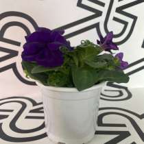 Петуния крупноцветковая success 360 blue, в Москве