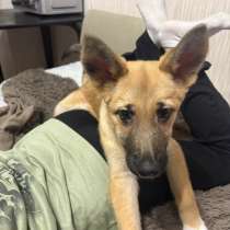 Собака овчарка, в Южно-Сахалинске