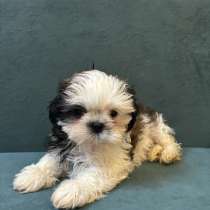 Щенки ши-тцу, в Пензе