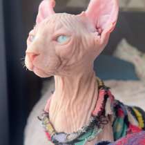Котёнок Сфинкс Эльф, в Анапе