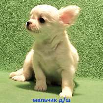 Очаровательный щенок чихуахуа, в Москве