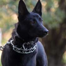 Красавица Жужа ищет семью, в Москве